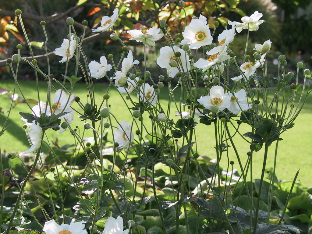 Anemone japonica Honorine Jobert.jpg